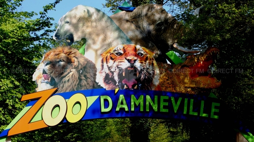 Zoo d’Amnéville : Le jaguar Buzzy est décédé 